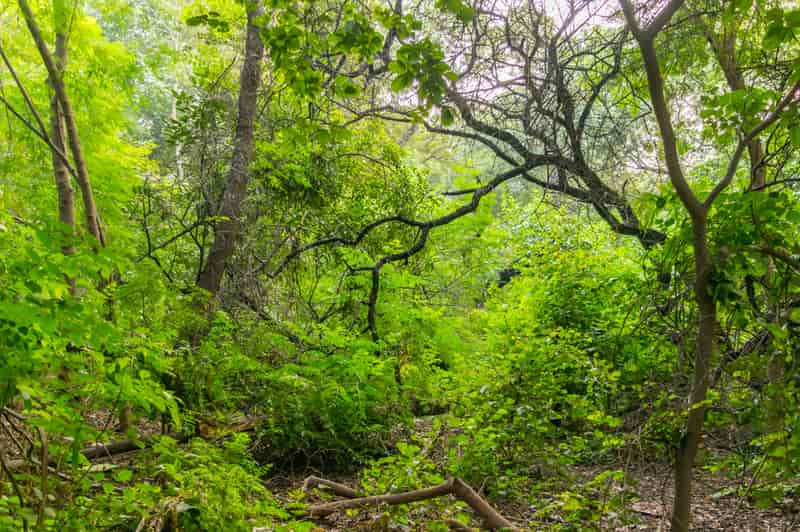 Enjoy the sounds of birds chirping at Deer Park