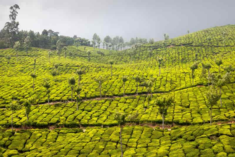 Kolukkumalai
