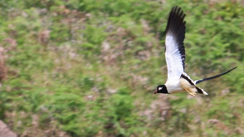 Kudremukh National Park