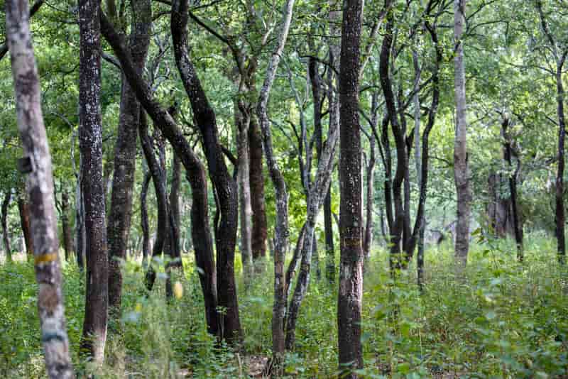 Marayoor Forests