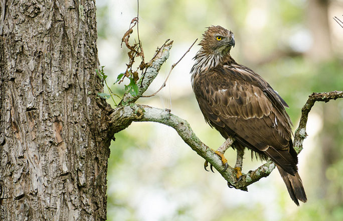 Bird Sanctuaries in Bangalore