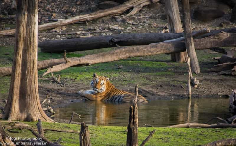 Pench National Park
