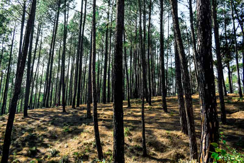  Ranikhet is located in the Almora District