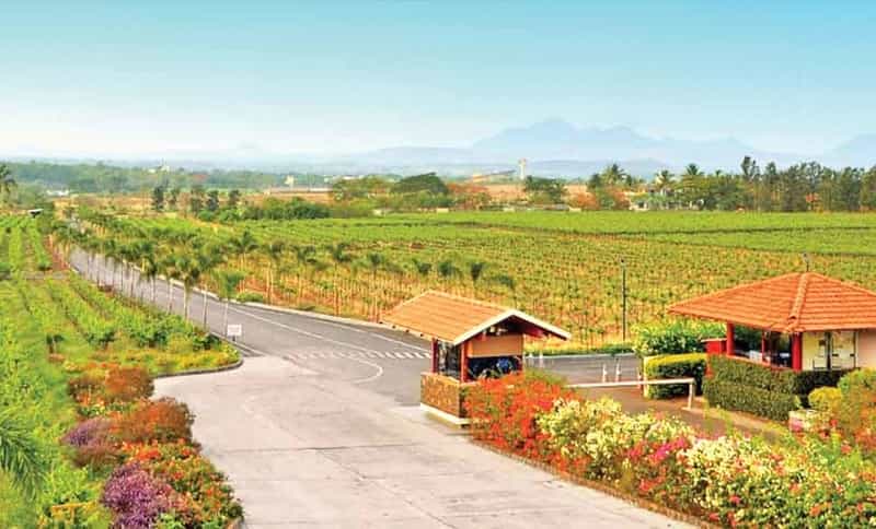 Road to Sula Vineyards
