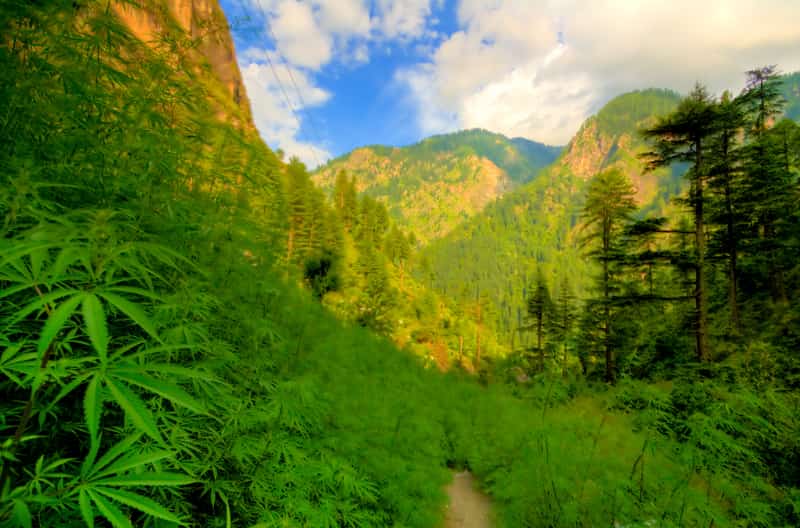 The Parvati valley en route Kasol