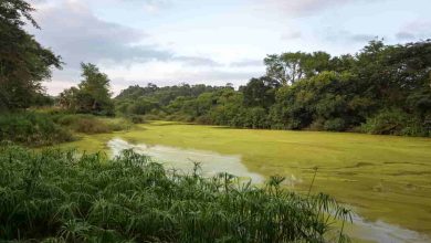 Wildlife Sanctuary in Delhi