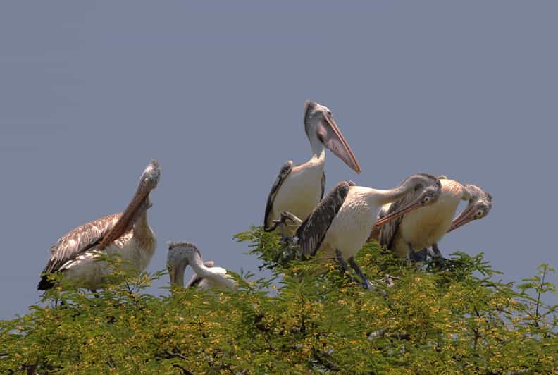 Kokkare Bellur Bird Sanctuary