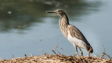 Sultanpur National Park