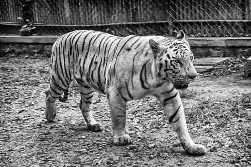 Bannerghatta National Park