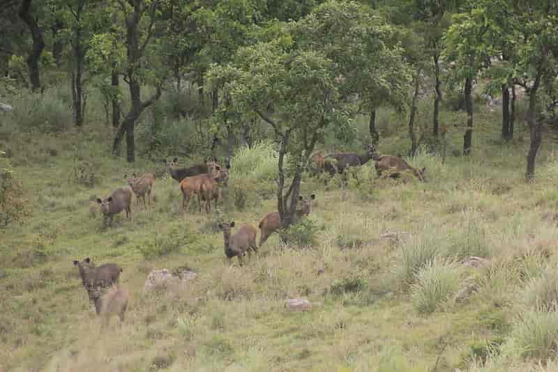 Bandipur National Park