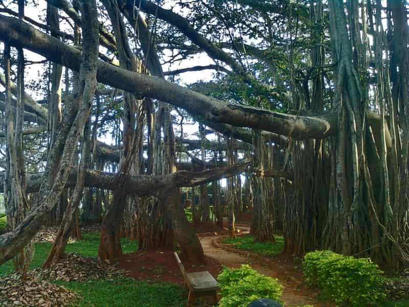 Big Banyan Tree