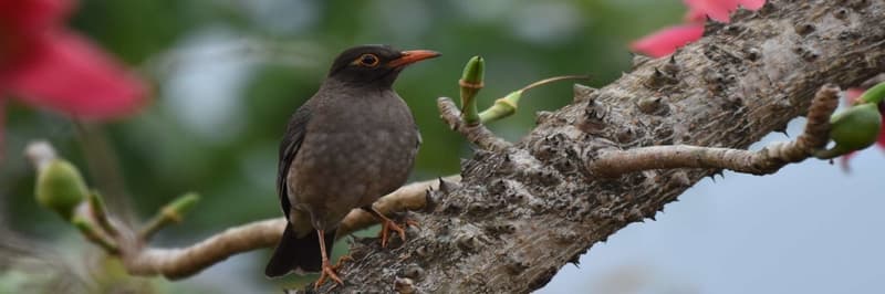 A rare bird at the Koyna Wildlife Sanctuary