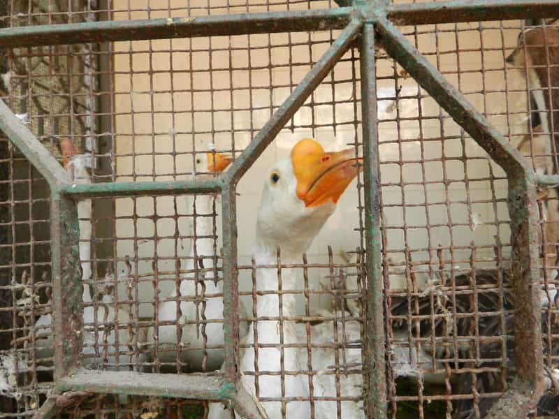 A rescued bird at the Bombay Panjrapole 