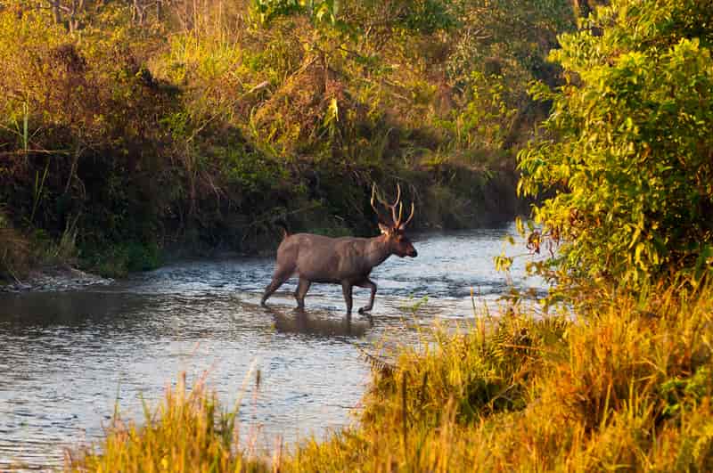 Arabithittu Wildlife Sanctuary