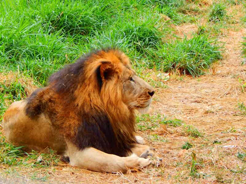 6 Wildlife Sanctuaries near Bangalore | Wildlife Sanctuaries in Bangalore | Treebo 6 Wildlife Sanctuaries near Bangalore | Wildlife Sanctuaries in Bangalore | Treebo