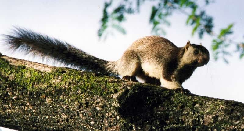 Bhimashankar Wildlife Sanctuary, Bhimashankar