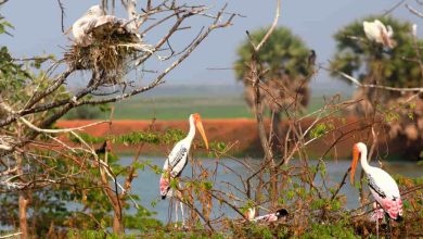 Bird Sanctuaries in Mumbai