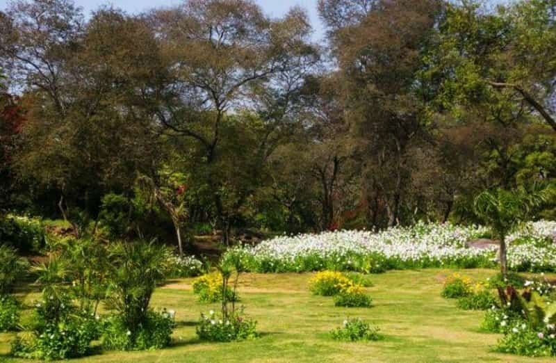 Buddha Garden