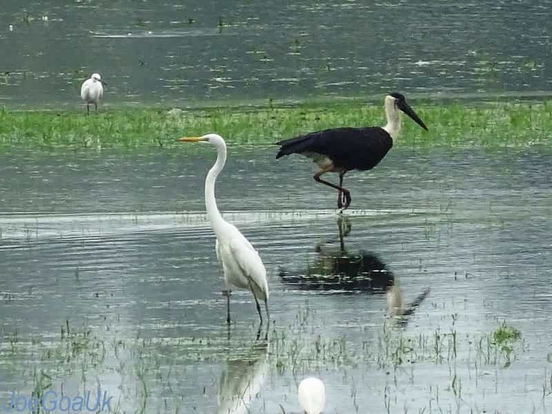 Carambolim Lake