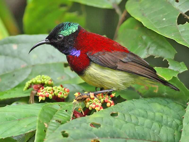 Cotigao Wildlife Sanctuary