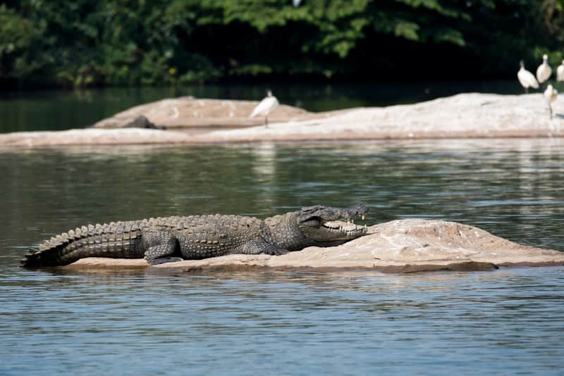 Wildlife Sanctuaries near Bangalore