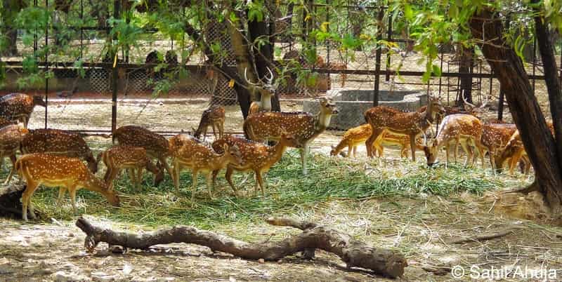  Deer Park, Delhi