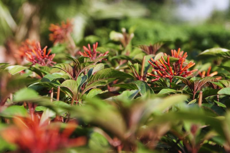 Garden of Five Senses