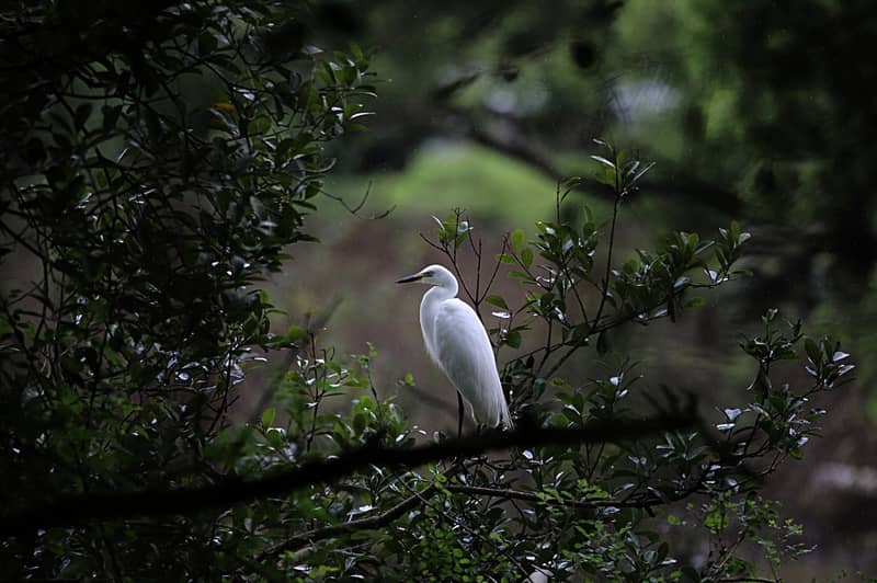 Gudavi Bird Sanctuary