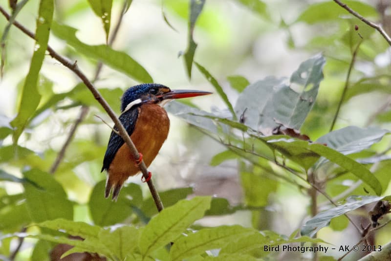 Kudremukh National Park
