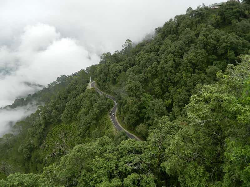 Lush Greenery at Lansdowne