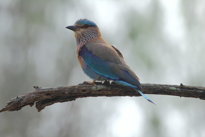 Nagarahole National Park