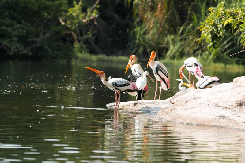 Ranganathittu Bird Sanctuary