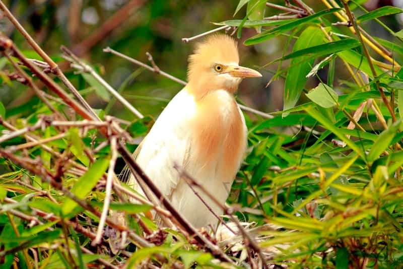 Ranganathittu Bird Sanctuary