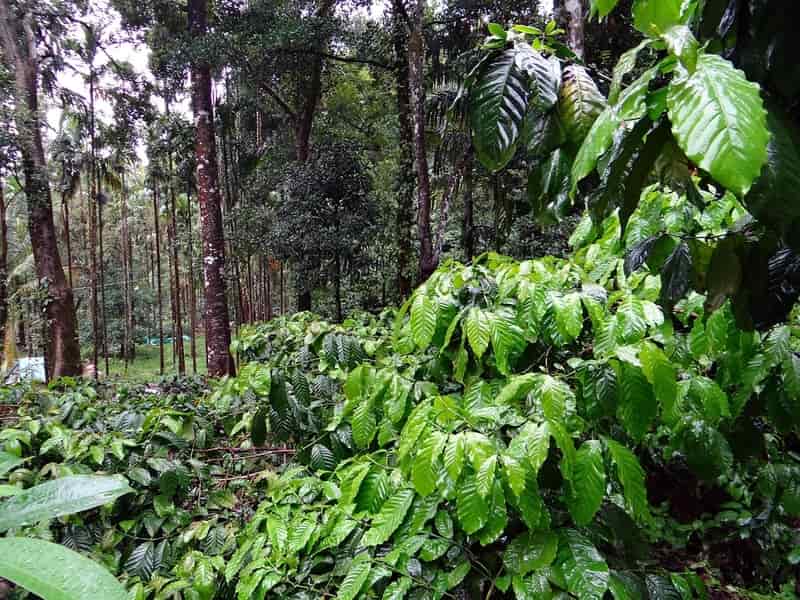 Robusta Coffee Plantation near Gonikoppa