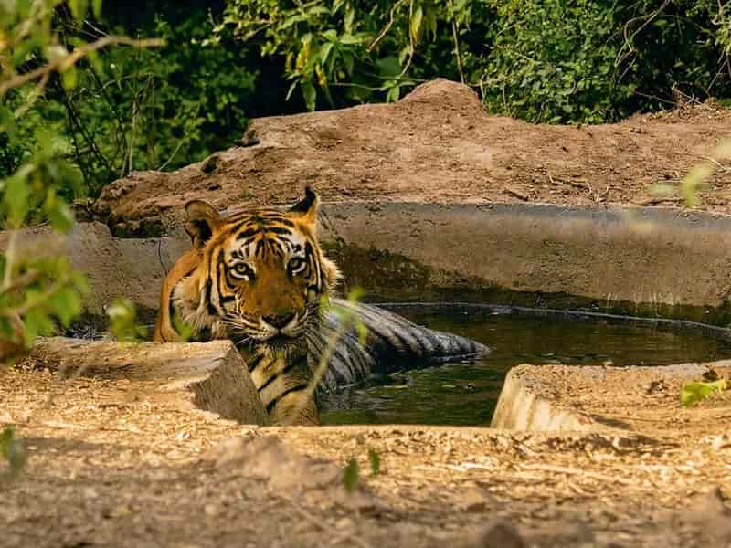 Sariska Tiger Reserve