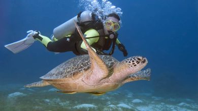 Scuba Diving in Goa