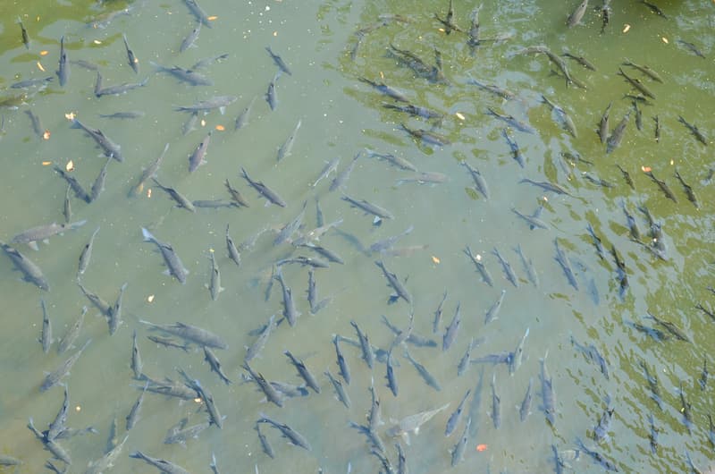 Shoal of Fish at Nisargadhama