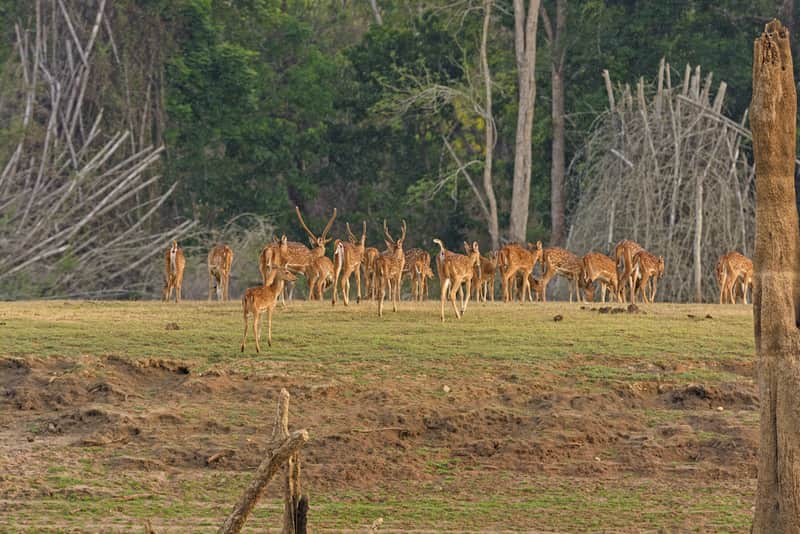 Spotted Deer at the Bandipur National Park