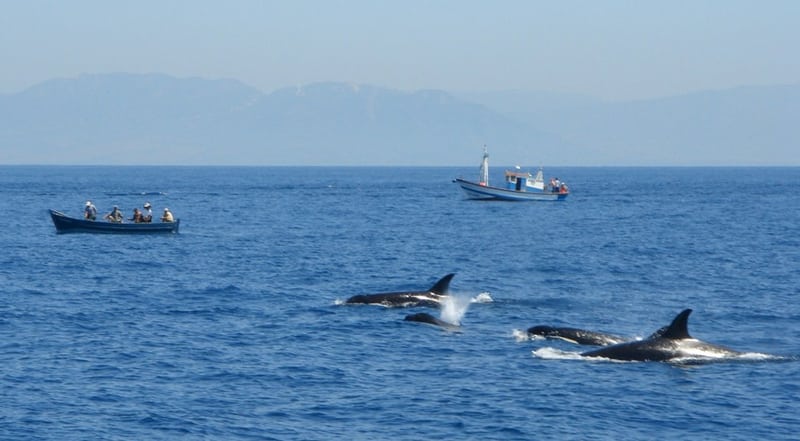 Spotting Dolphins in Goa