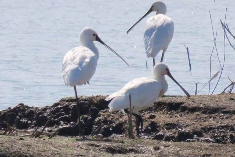  Storks at the Mayani Bird Sanctuary