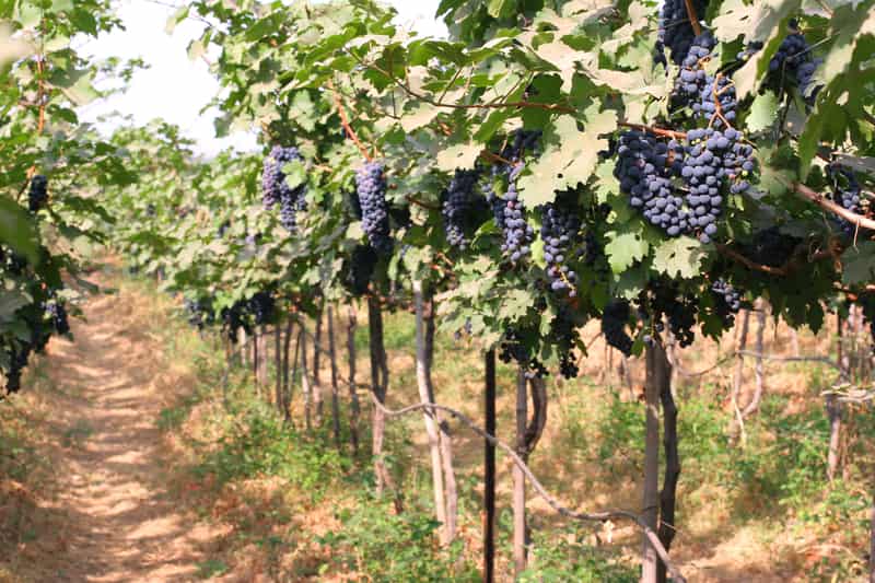 Sula VIneyards, Nashik