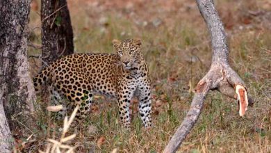 Tadoba National Park Near Hyderabad