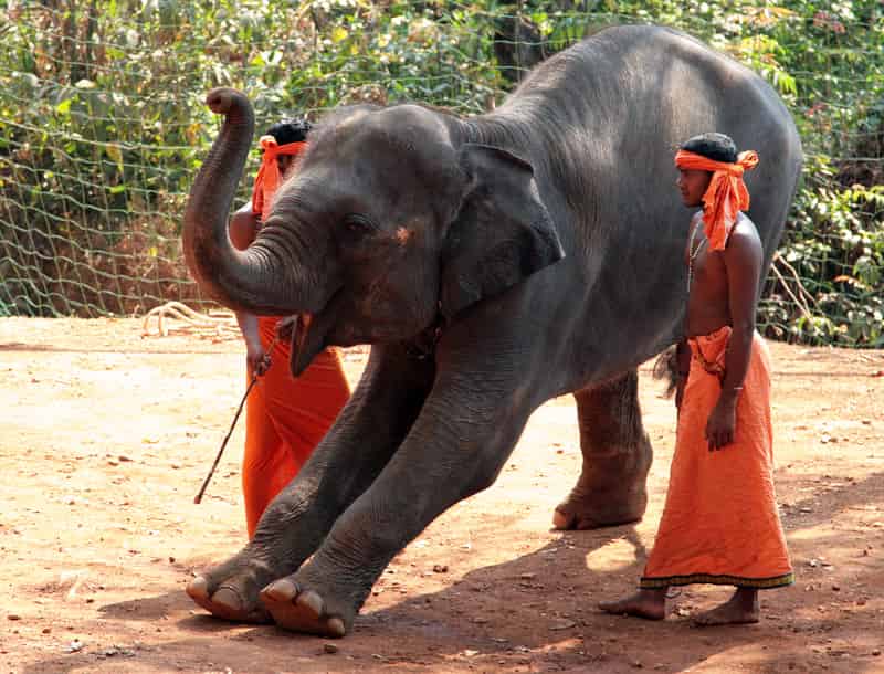 Take an Elephant Ride