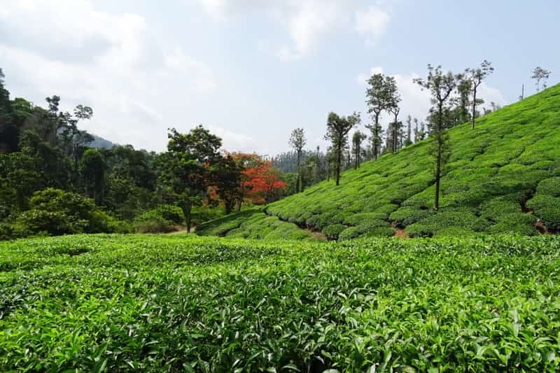 Tea Plantation at Chikilometresagalur: 