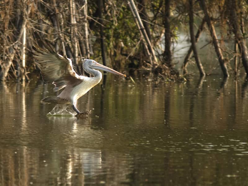 Vedanthangal Bird Sanctuary
