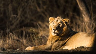 Wildlife Sanctuaries Around Mumbai