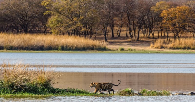 Ranthambore National Park