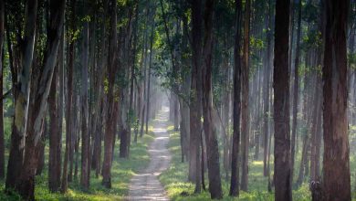 3 Exciting Routes for a Bangalore to Wayanad Road Trip