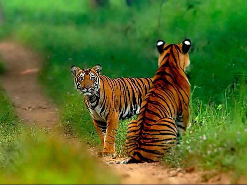 14 Wildlife Sanctuaries Near Hyderabad | Treebo Blogs