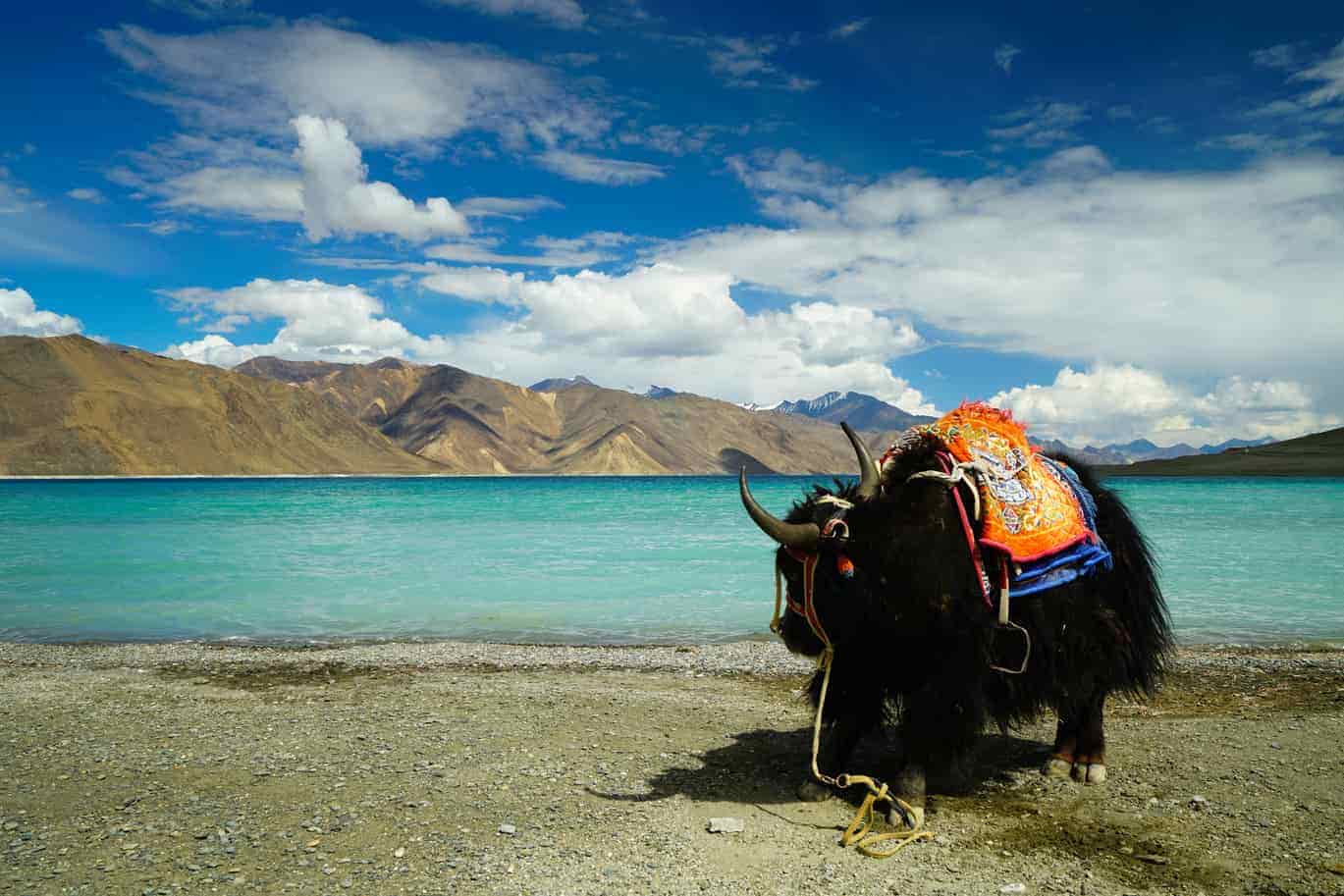 how much will ladakh trip cost